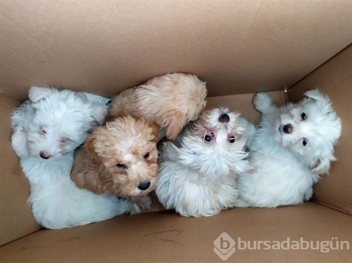 Karton kutularda 14 köpek yavrusu bulundu