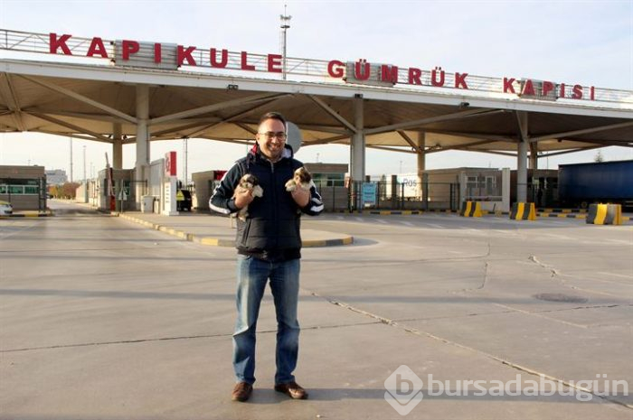 Karton kutularda 14 köpek yavrusu bulundu