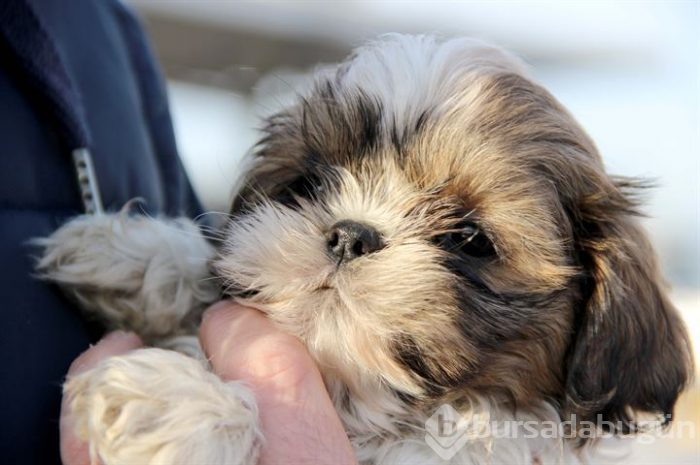 Karton kutularda 14 köpek yavrusu bulundu