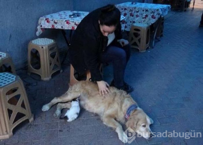 Dışlanan kediyi o sahiplendi