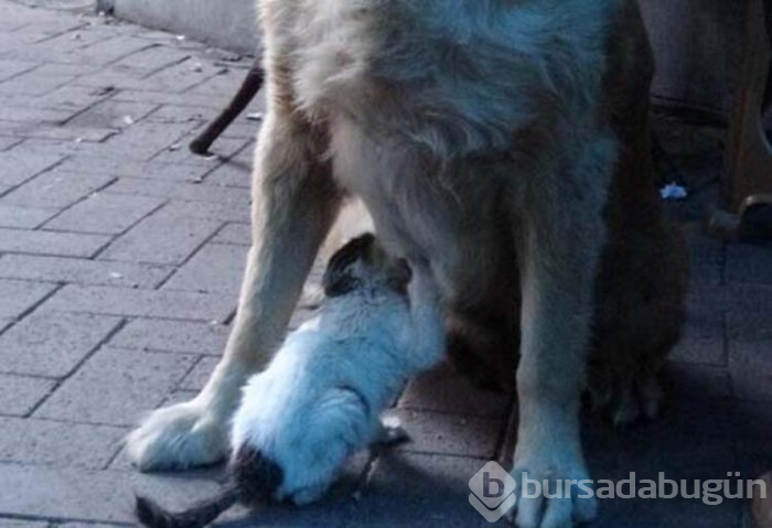 Dışlanan kediyi o sahiplendi