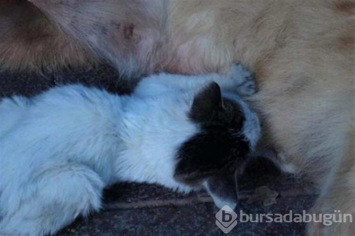 Dışlanan kediyi o sahiplendi