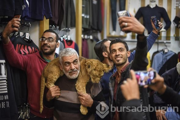 Yavru aslanlarla sokakları geziyorlar
