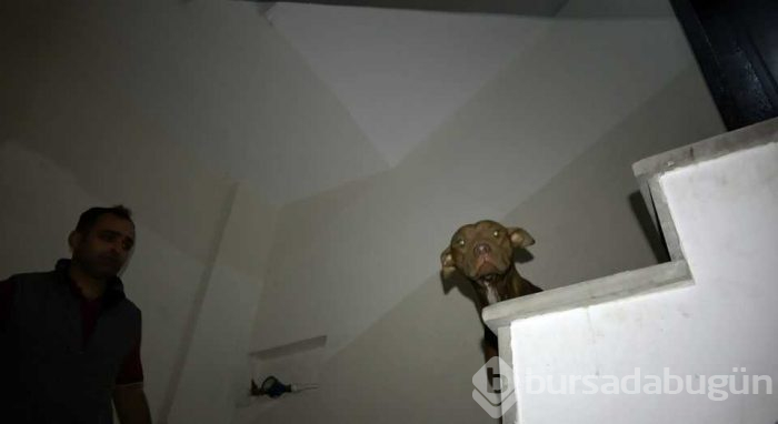 Pitbull cinsi köpek, korku dolu anlar yaşattı