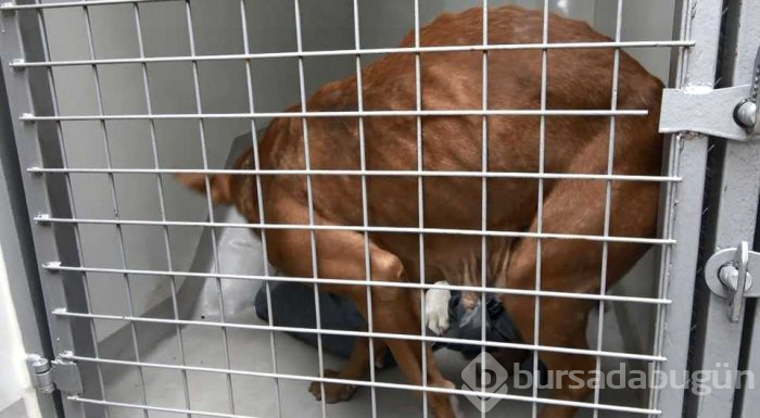 Pitbull cinsi köpek, korku dolu anlar yaşattı