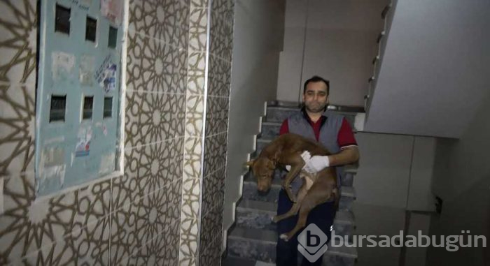 Pitbull cinsi köpek, korku dolu anlar yaşattı