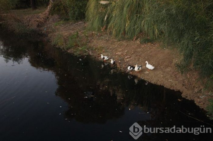 Oksijensiz kalan balıklar derede can çekişti