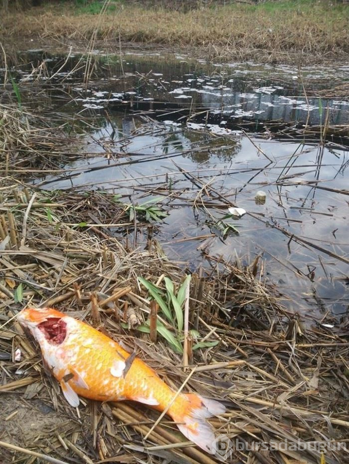 Oksijensiz kalan balıklar derede can çekişti