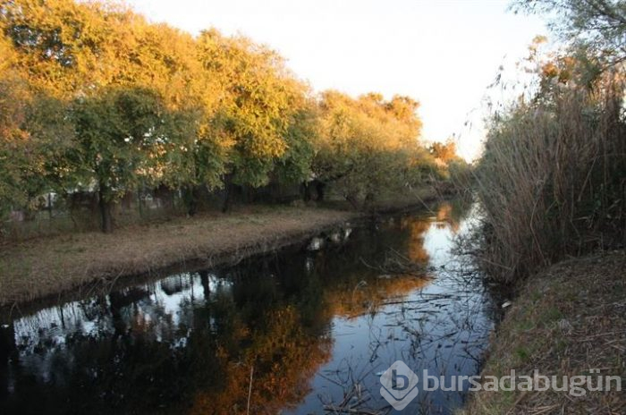 Oksijensiz kalan balıklar derede can çekişti