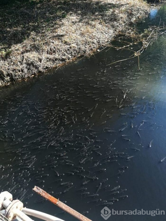 Oksijensiz kalan balıklar derede can çekişti