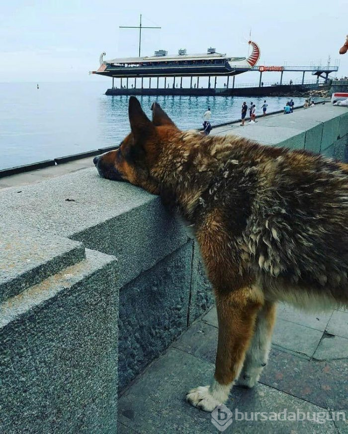 Sahibinin dönmesini bekliyor!