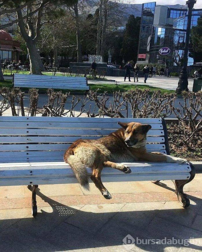 Sahibinin dönmesini bekliyor!