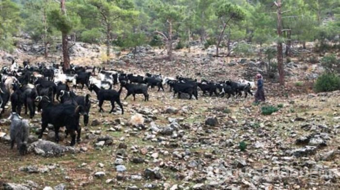 Konargöçerlik kültürünü sürdürmeye devam ediyorlar!