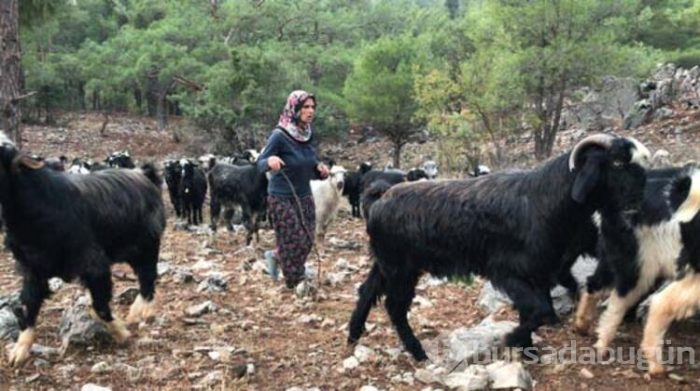 Konargöçerlik kültürünü sürdürmeye devam ediyorlar!