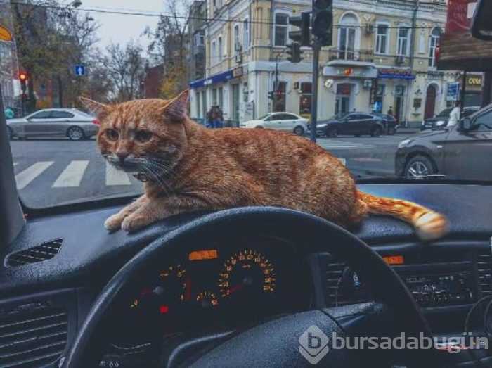 Ukrayna'nın kedili taksisi!