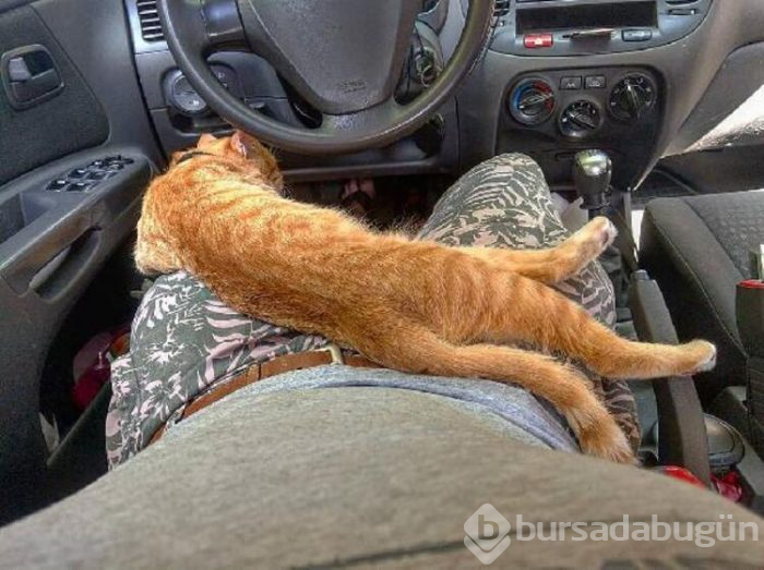 Ukrayna'nın kedili taksisi!
