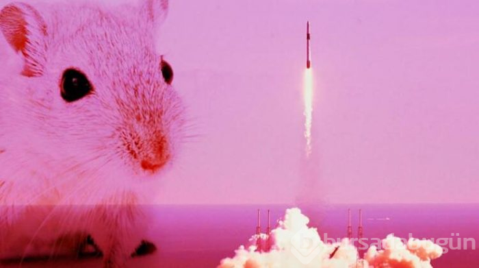 SpaceX uzaya süper fareler gönderdi!