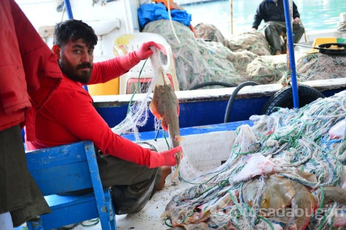 İnsan yüzlü sapan balığı