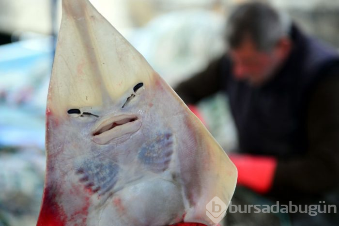 İnsan yüzlü sapan balığı