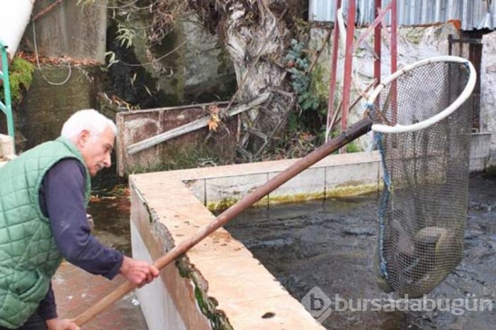Alabalık Avrupa'ya, somon Uzak Doğu'ya
