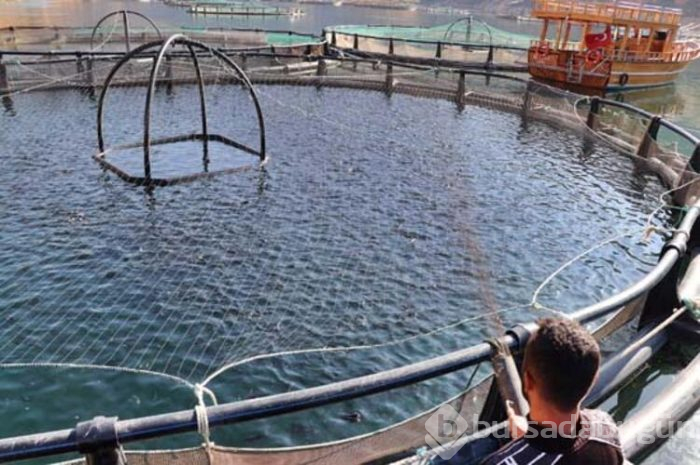 Alabalık Avrupa'ya, somon Uzak Doğu'ya