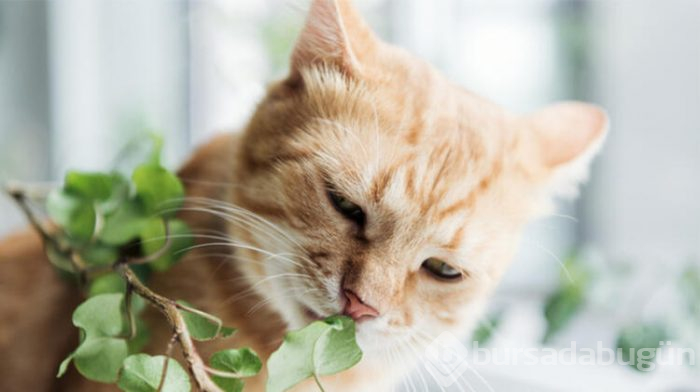 Kedileri zehirleyen bitkiler