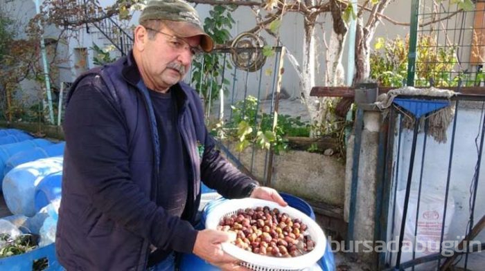Zeytinde akılalmaz hile!