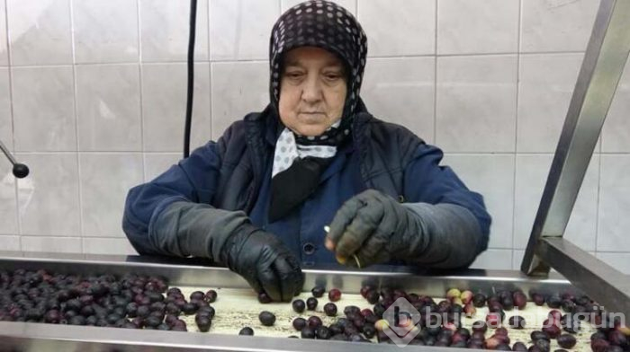Zeytinde akılalmaz hile!