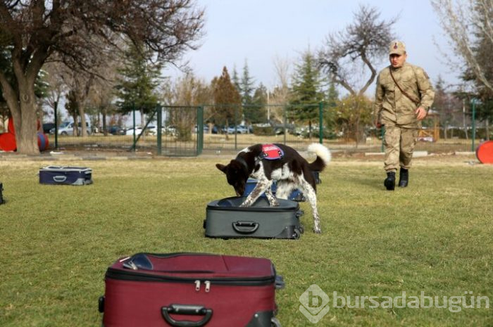 JAKEM yerli köpekler eğitiyor!