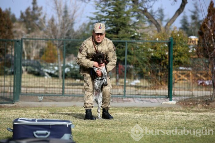 JAKEM yerli köpekler eğitiyor!