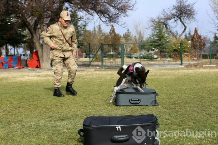 JAKEM yerli köpekler eğitiyor!