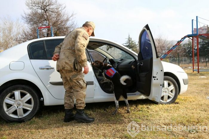 JAKEM yerli köpekler eğitiyor!
