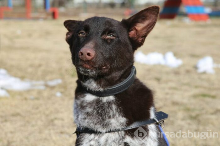 JAKEM yerli köpekler eğitiyor!