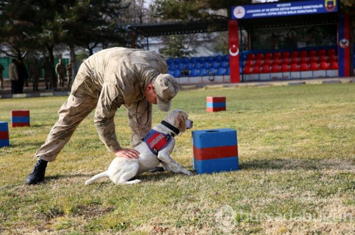 JAKEM yerli köpekler eğitiyor!