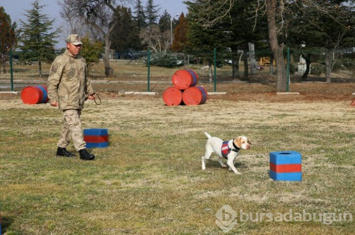 JAKEM yerli köpekler eğitiyor!