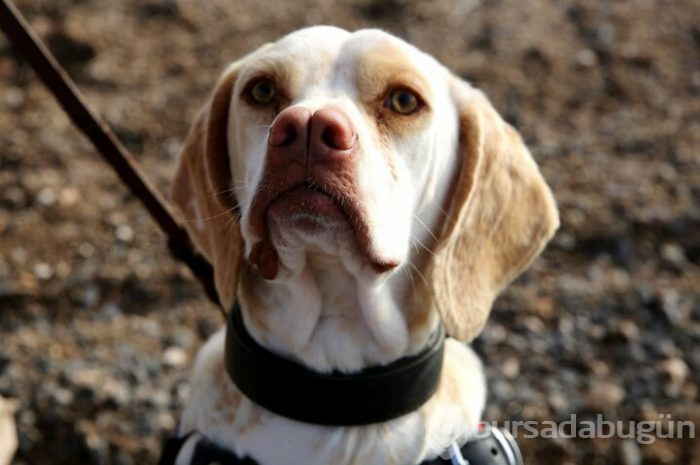 JAKEM yerli köpekler eğitiyor!