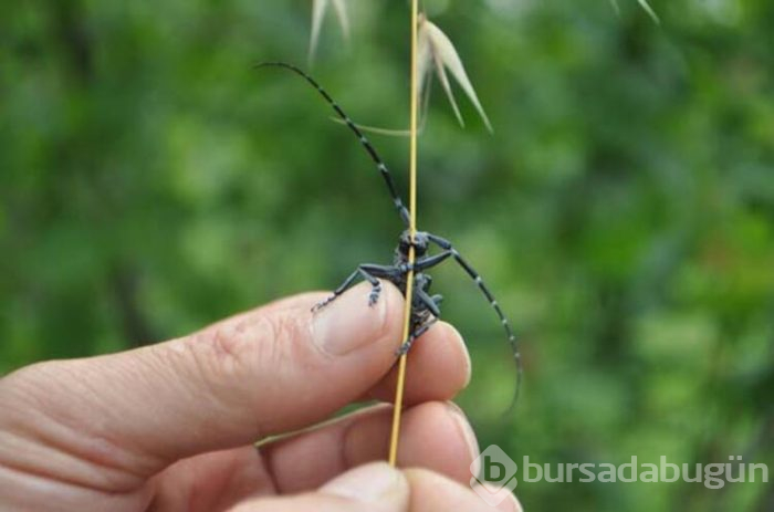 Drakula gelince bahçelerini yakmaya başladılar!
