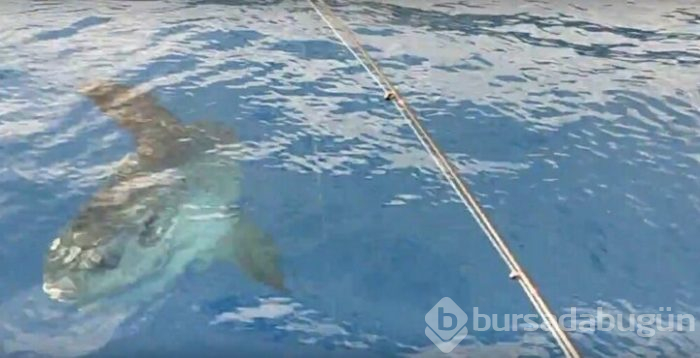 Antalya Körfezi'nde 'ay balığı' şaşkınlığı