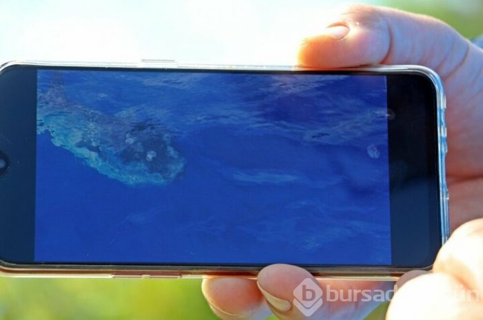 Antalya Körfezi'nde 'ay balığı' şaşkınlığı