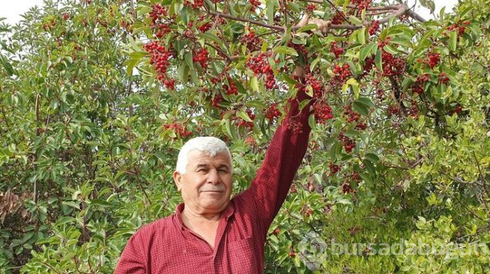 Bir yiyen bir daha vazgeçemiyor