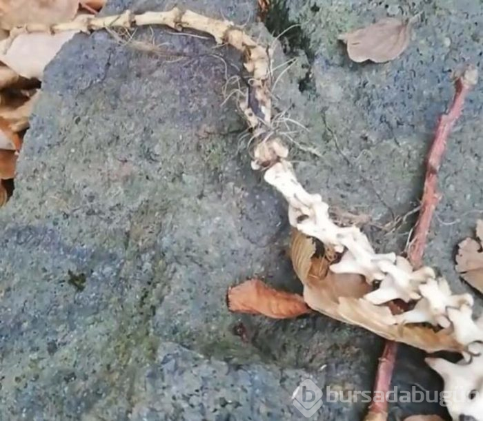 2 ayaklı hayvan iskeleti bulundu!