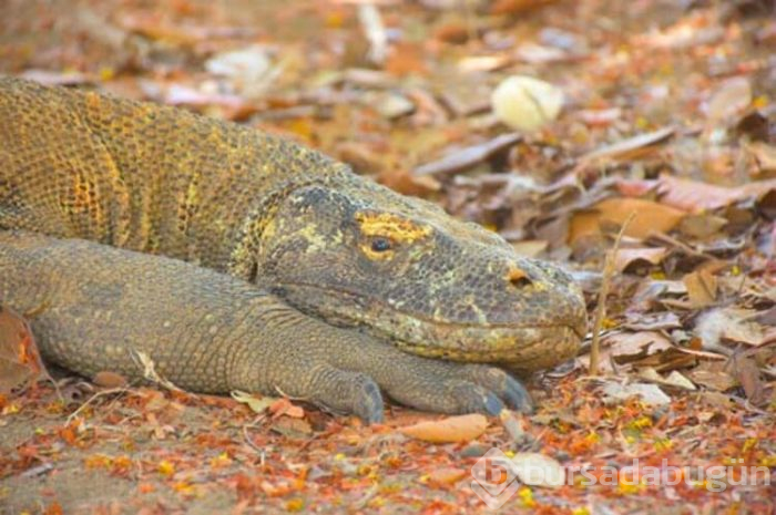 Komodo Ulusal Parkı