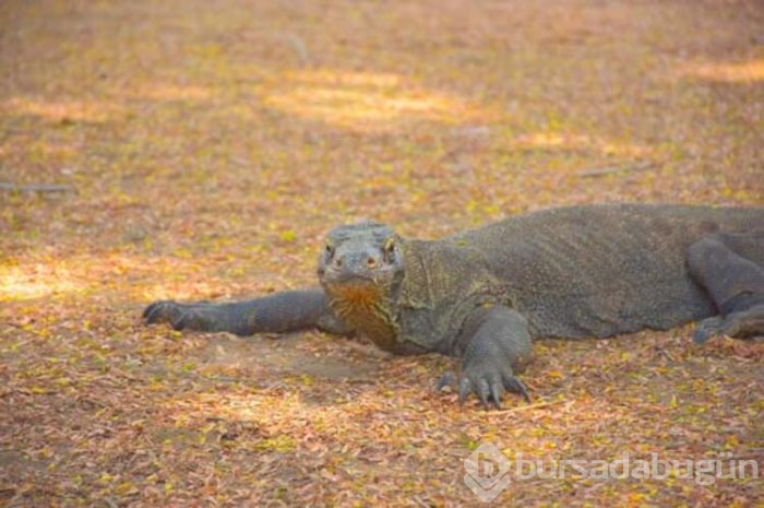 Komodo Ulusal Parkı