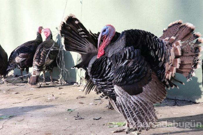 Doğallığıyla sofralara lezzet katıyor