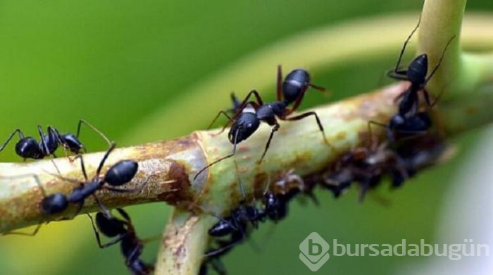 Dünyadaki böcekler yok olursa ne olur?