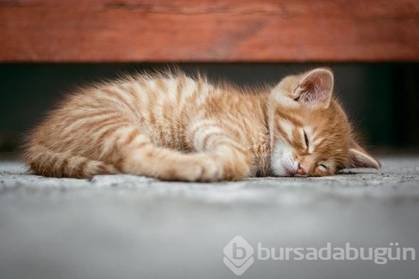 Gece yarısı uyanmanızın nedenleri