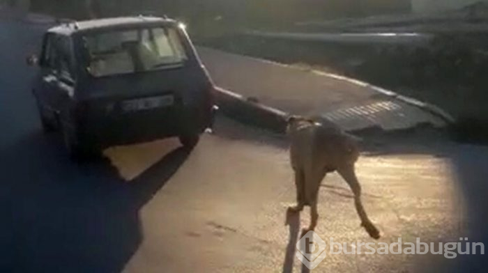 Köpeği arabasına bağlayıp, yol boyunca koşturdu!
