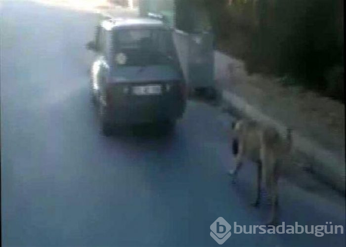 Köpeği arabasına bağlayıp, yol boyunca koşturdu!