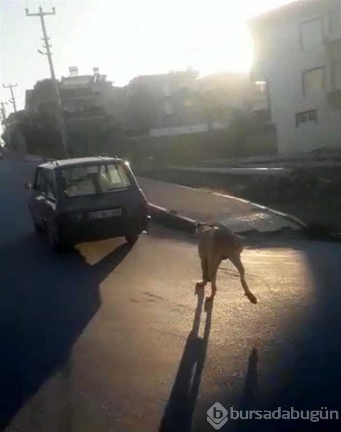 Köpeği arabasına bağlayıp, yol boyunca koşturdu!
