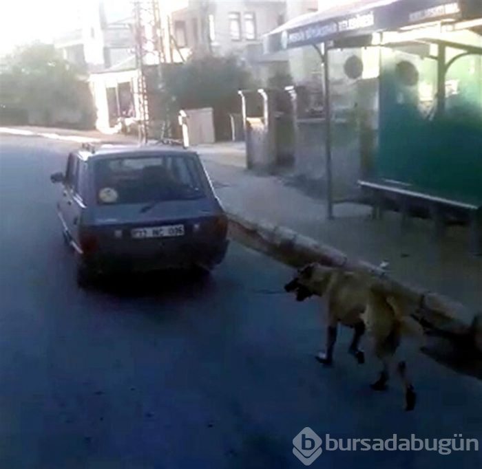 Köpeği arabasına bağlayıp, yol boyunca koşturdu!
